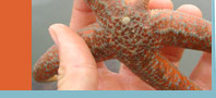 Ochre Seastar regenerating an arm
